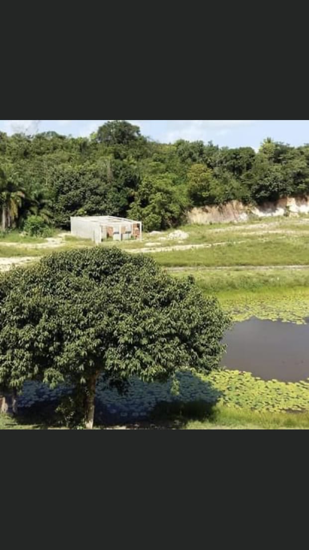 Arborização Externa